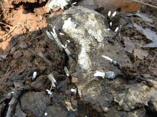 2�gruppo ritrovamenti del 15.10.2010.